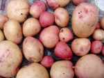 kerrs pink potatoes, 2011